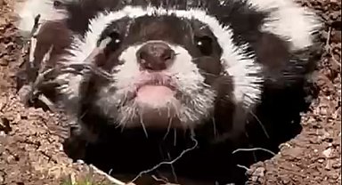 Sivas'ta nesli tehlike altındaki 'alaca sansar' görüntülendi