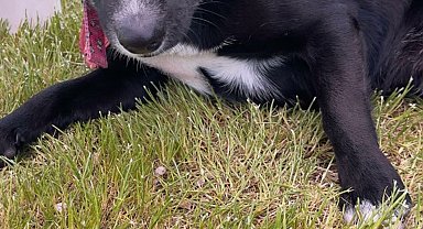 Sokağa atılan Rus finosuna yeni yuva