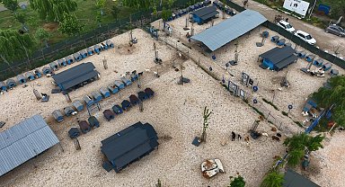 Sokağa terk edilmiş hayvanlara, 'Emekli Hayvan Çiftliği'nde' müzikli terapi