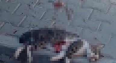 Sokak kedisini pompalı tüfekle vurarak öldüren şüpheliye gözaltı