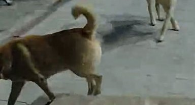 Sokak köpeklerinin saldırdığı kedi öldü