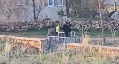 Sopalı şiddete uğrayan eşek öldü, hayvanseverler tepkili