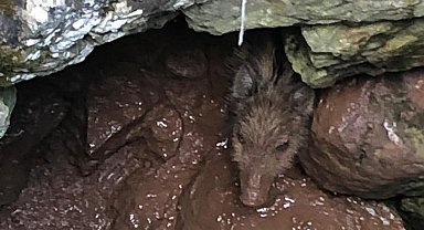 Su kuyusuna düşen yavru yaban domuzu kurtarıldı