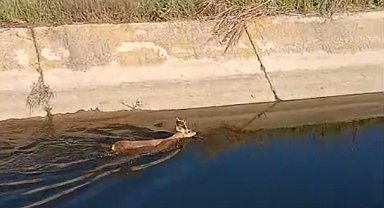 Sulama kanalına düşen karaca kurtarıldı