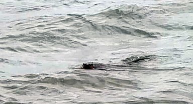 Tekirdağ kıyılarında su samuru görüntülendi