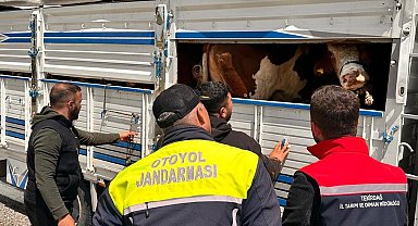 Tekirdağ'a kaçak hayvan getiren besiciye 105 bin lira ceza