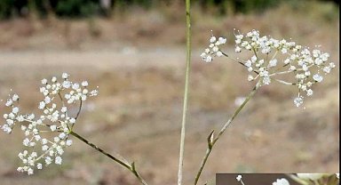 Toroslarda yeni anason türü keşfi; nesli yüksek tehdit altında