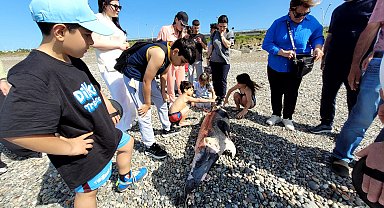 Trabzon'da ölü yunus, karaya vurdu
