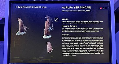 Türkçe ile Müze Deneyimi: 'Rehberim Türkçe' Antipa Müzesi'nde