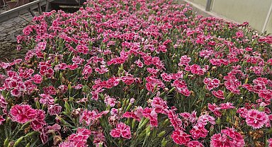 Türkiye'nin ilk yerli karanfillerinin yüzde 85'i ihraç ediliyor