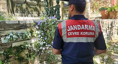 Tüylü çan çiçeğini koparmanın cezası 577 bin TL