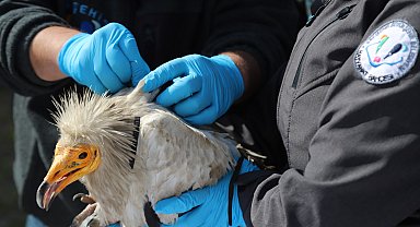 Verici takılan akbaba, 3 yılda 101 bin 230 kilometre uçtu