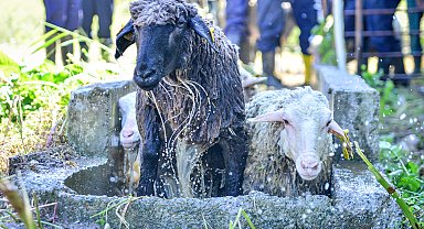 Veteriner fakültesinde 8 asırlık 'koyun yıkama' geleneği gerçekleştirildi