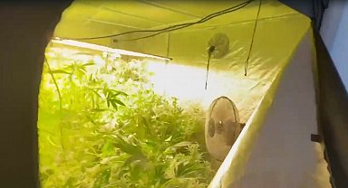 Villada kurduğu serada Hint keneviri yetiştiren şüpheliye gözaltı