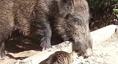 Yaban domuzu ile kedinin birlikte yemek yemesi kamerada