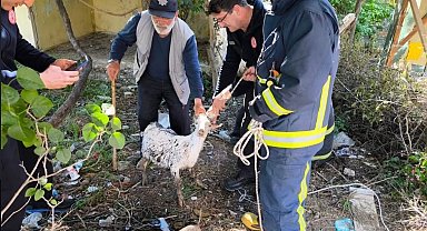 Yalova'da itfaiye ekiplerinin keçi kurtarma operasyonu kamerada