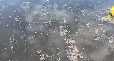 Yalova'da kanalizasyon suyu denize aktı, YASKİ'ye 4 milyon lira ceza yazıldı