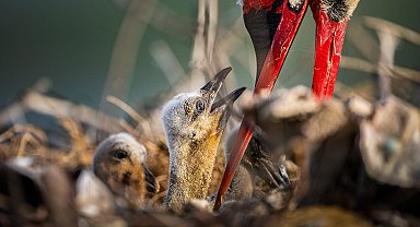 Yaren leyleğin 4 yavrusu da yumurtadan çıktı