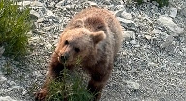 Yavru bozayı sahile indi, vatandaşlar izlemeye gitti