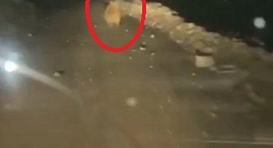 Yaylaya inen ayı, arı kovanlarını parçaladı