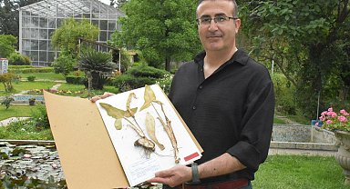 Yeni keşfedilen bitki türü 'Milleyha tirşiği' risk altında