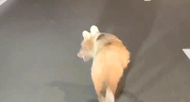 Zigana Tüneli'ne yavru ayı girdi