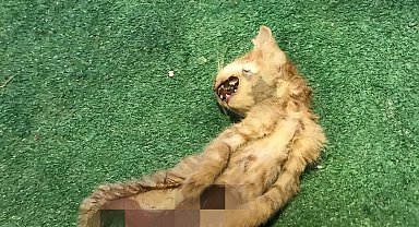 Zonguldak'ta iç organları çıkarılmış 2 kedi için polis inceleme başlattı