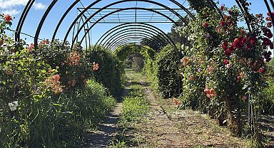 'Koku tüneli'nden geçenler, güzel hava soluyup, çeşit çeşit bitki tanıyor