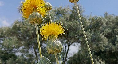 'Tülüşah'ı koparmanın cezası 557 bin TL