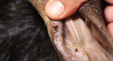 'Türkiye'de KKKA'ya yakalanan kişilerde ölüm oranı yüzde 5'