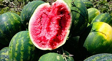 Adana'da karpuzun tarlada kilosu 13 TL'den 5 TL'ye düştü