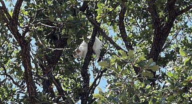 Ağaçta mahsur kalan kedi için vali devreye girdi; 18 saat sonra kurtarıldı