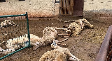 Ağıla giren kurtlar 18 koyunu öldürdü