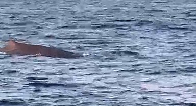 Akdeniz'de amatör balıkçılar balina görüntüledi