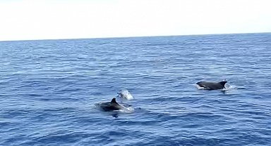 Alanya'da yunuslar tekneye eşlik etti, turistler izledi