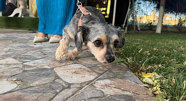 Ankara'da engelli hayvanlar için defile düzenlendi