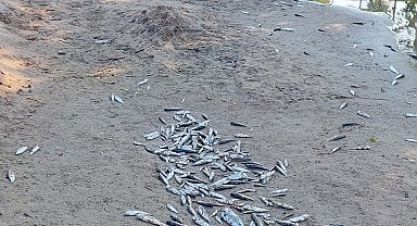 Antalya'da denize dökülen kanalda balık ölümlerine inceleme