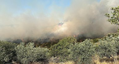 Aydın'da orman yangını