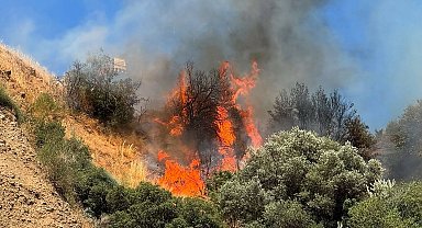 Aydın'da tarım arazisinde yangın; 15 hektar zeytinlik zarar gördü