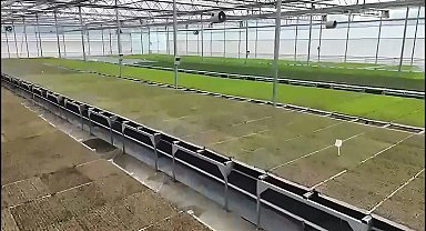 Bakan Yumaklı: Bafra ve Çaycuma'da organize tarım bölgelerinde üretime başlandı