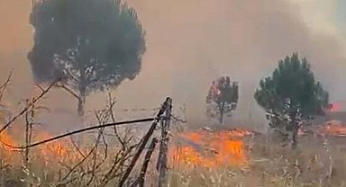 Balıkesir'de örtü yangını