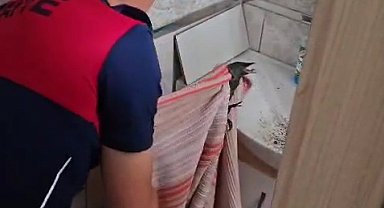 Banyoda mahsur kalan karga kurtarıldı