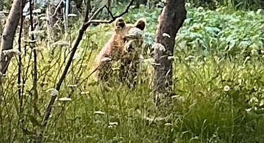 Bartın'da bahçeye gelen ayı görüntülendi
