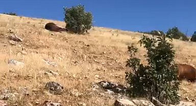 Batman'da silahla vurulmuş halde 7 yılkı atı bulundu