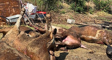 Besi çiftliğinde çıkan yangında 16 büyükbaş öldü