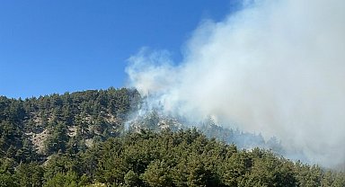 Bilecik'te orman yangını