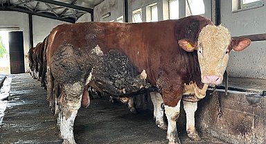 Bingöl'de 1,3 tonluk 'Şampiyon', alıcısını bekliyor