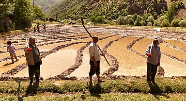 Bitlis'te asırlık çeltik geleneği sürüyor