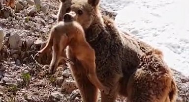 Bozayı yavru dağ keçisini avladı; o anları Bursalı fotoğrafçı görüntüledi