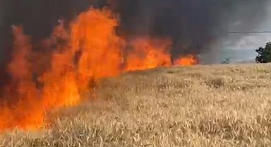 Bursa'da 50 dönüm buğday ekili tarla yandı